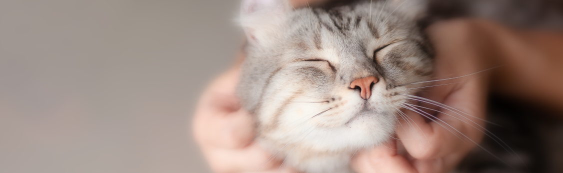 Virbac cat toothbrush discount