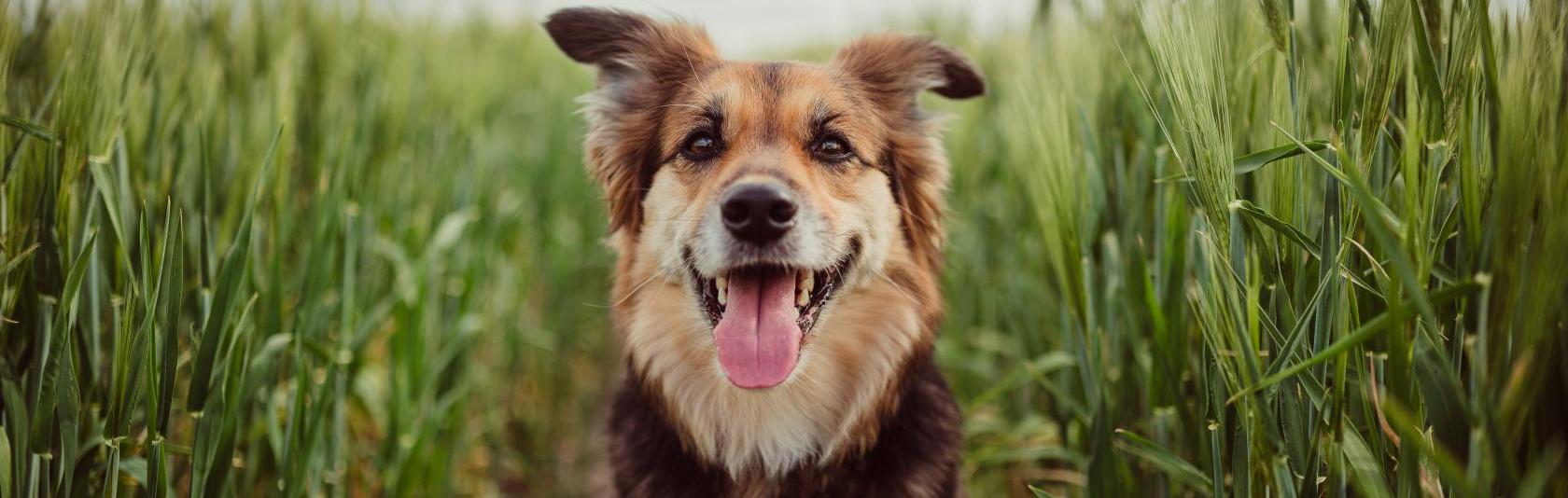 Cet enzymatic toothpaste for dogs on sale