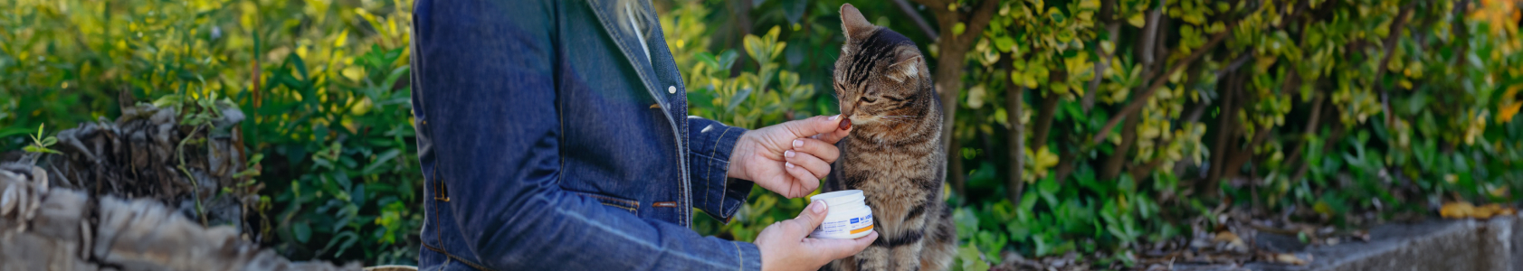 Cat Joint Supplement Guide for Enhanced Mobility