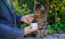 Cat Joint Supplement Guide for Enhanced Mobility