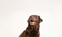 Dental Chews for Dogs: Expert Tips on Choosing the Right Treats