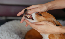 Dog Bad Breath: A Sign of Dental Problems?