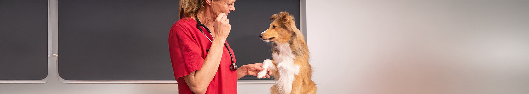Dog Osteoarthritis Dog Osteoarthritis