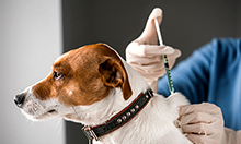 Dog Vaccination Guide