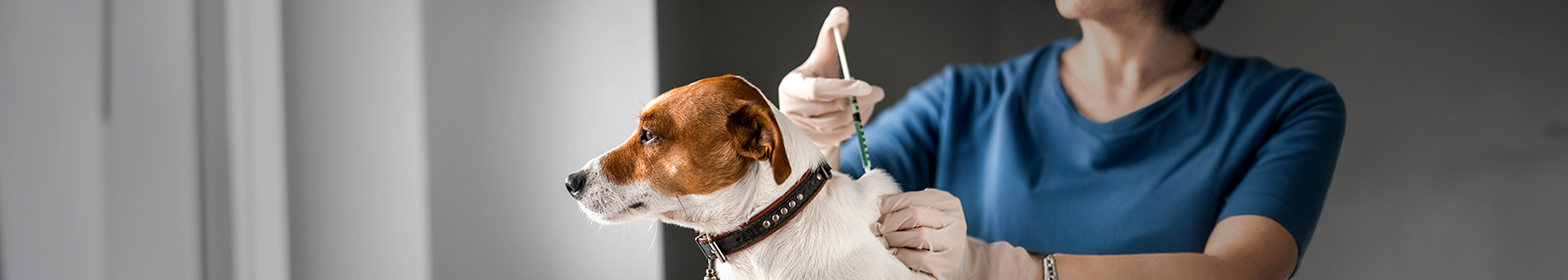 Dog Vaccination Guide Dog Vaccination Guide