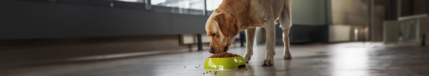 How To Choose the Best Kibble for Your Dog How To Choose the Best Kibble for Your Dog