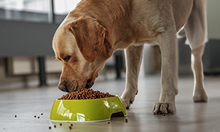 How To Choose the Best Kibble for Your Dog