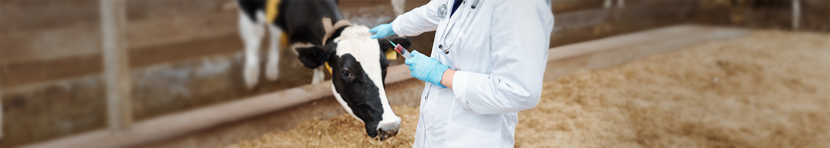 Managing Cattle Vaccination: Expert Advice Managing Cattle Vaccination: Expert Advice