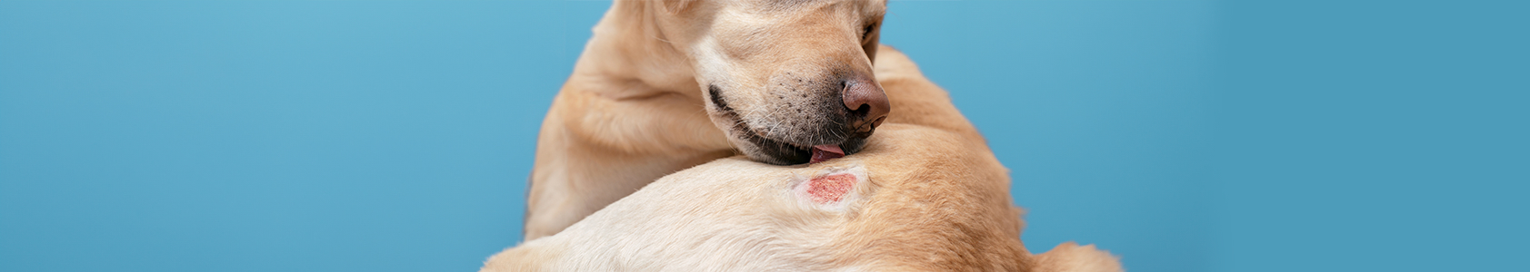 Skin_infection_in_Dog