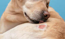 Skin_infection_in_Dog