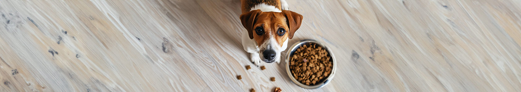 Small Dog Food: A Comprehensive Guide Small Dog Food: A Comprehensive Guide