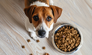 Small Dog Food: A Comprehensive Guide