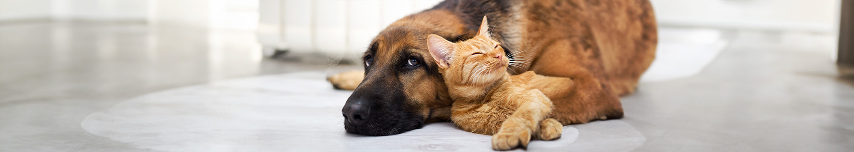 The Importance of Cat & Dog Gut Health The Importance of Cat & Dog Gut Health