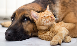 The Importance of Cat & Dog Gut Health