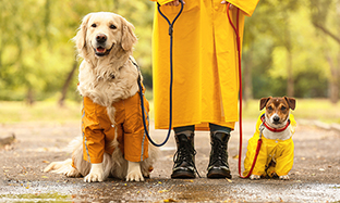 9 Essential Monsoon Pet Care Tips