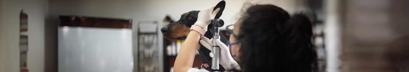 Understanding Dog Ear Infections Understanding Dog Ear Infections