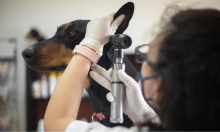 Understanding Dog Ear Infections