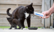 Vitamin Supplements for Dogs & Cats