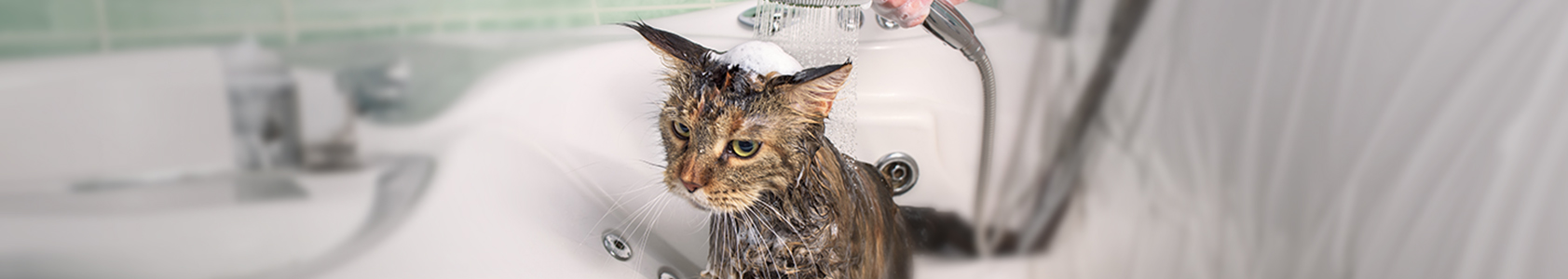 A Comprehensive Guide on How to Bathe a Cat