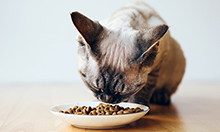 How Special Urinary Cat Food Can Help Your Cat's Problems