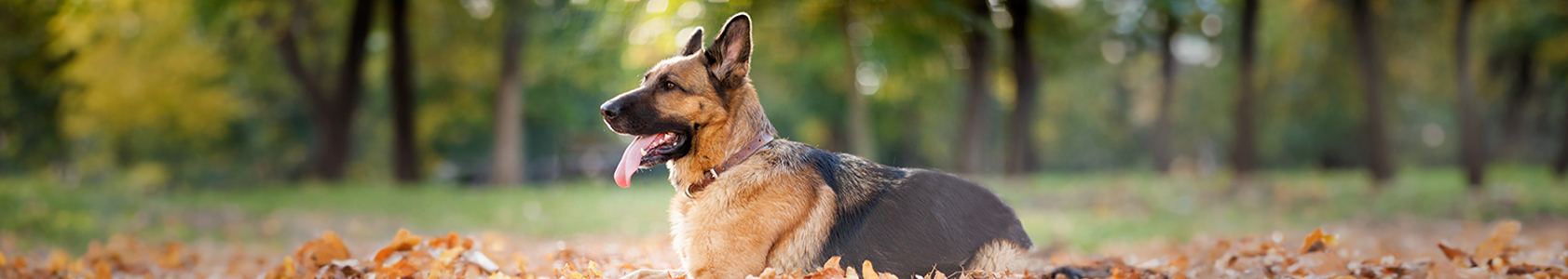 How to Soothe Dry Skin in Dogs