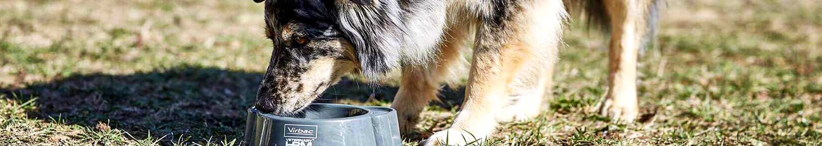 Dogs nutrition