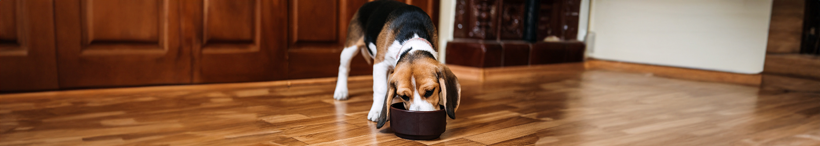Why Quality Puppy Food Is Important for Long