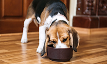 Why Quality Puppy Food Is Important for Long-Term Health