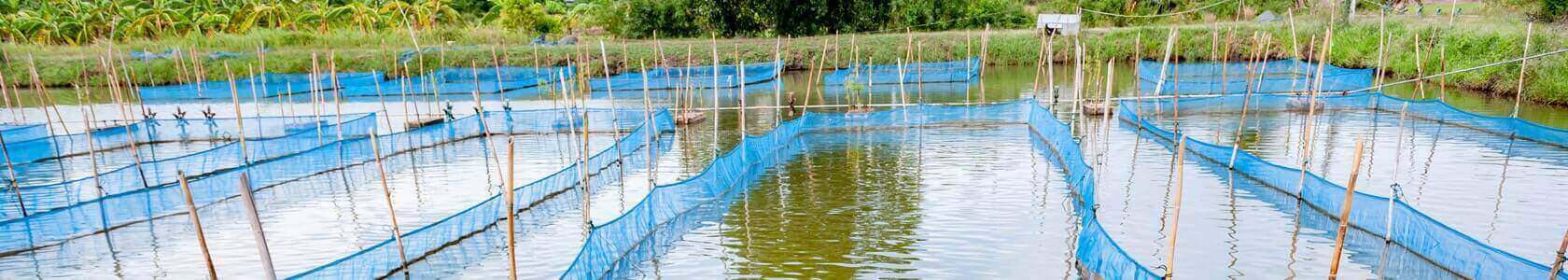 Is Pond preparation important in aquaculture?