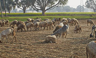 Sheep and Lamb diarrhea: How we treat it dummy?