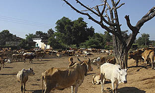 How to get rid of flies on cattle farms?