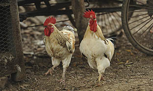 Right feed nutrition for poultry