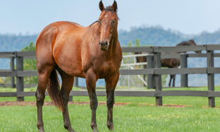 How to wash my horse and take care of his skin?