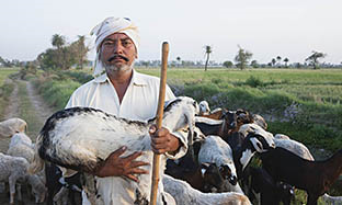 PPR in sheep and Goat?