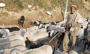 Pneumonia in sheep and goat