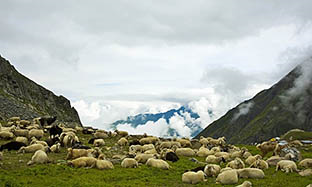 What is common cause of circling in Sheep and Goat?