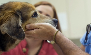 Flea Bites on Dogs Treatment and Prevention