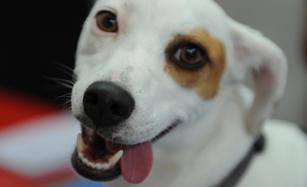 Guide for Dog Teeth Cleaning