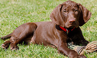 Dewormer for dogs and cats- why is it important to deworm them