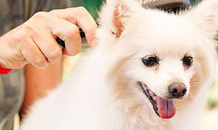 Dog skin infection treatment in cheap hindi