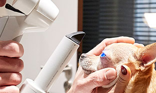 Chemical sales neutering dogs