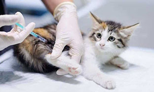 Why vaccinate my cat?