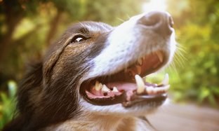 How to take care of your dog’s teeth to avoid tartar ?