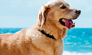 How to eliminate fleas in your home?