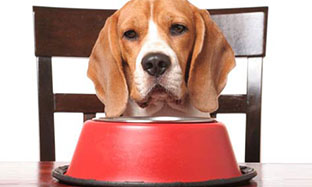 How to feed my dog correctly ?