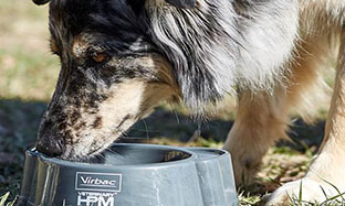 What is skin allergy in dogs?