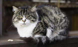 General care for cats