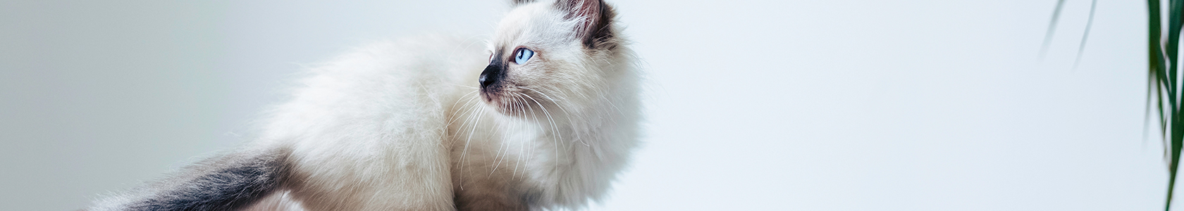 How To Help Your Cat Lose Weight How To Help Your Cat Lose Weight