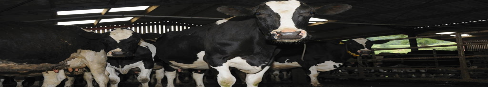 Chelated Agrimin Super Vitamin Feed Supplements Chelated Agrimin Super Vitamin Feed Supplements