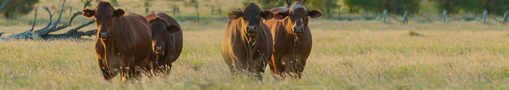 Agrimin I Bolus Mineral Mixture for Dairy Cattle Agrimin I Bolus Mineral Mixture for Dairy Cattle